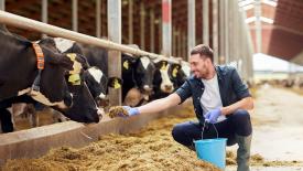В Дагестане пострадавшим животноводам передадут более 100 голов скота